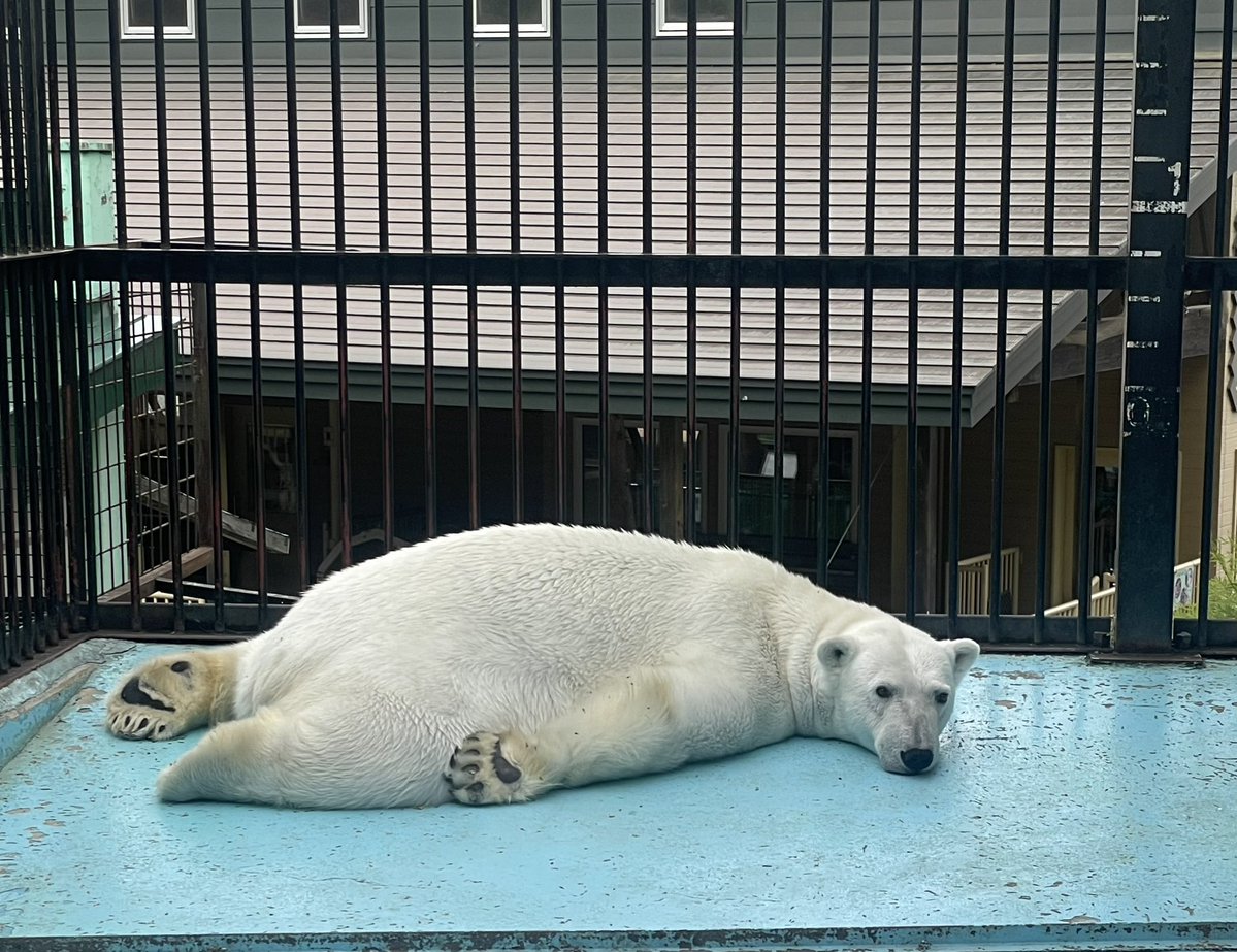 おびひろ動物園［公式］ tweet media