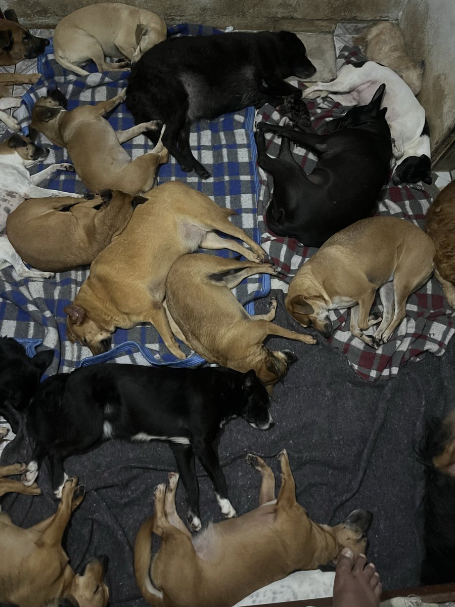🏠Lar Dos Au-Au🐾🐶90 Cãezinhos tweet media