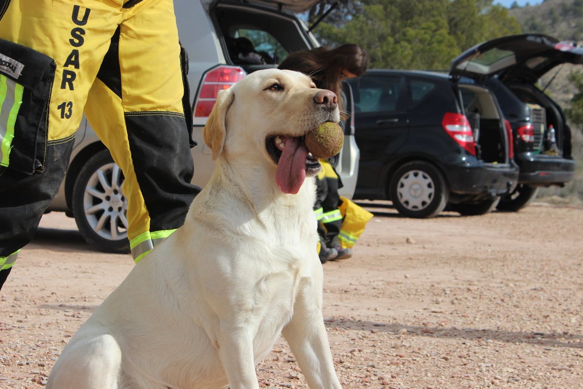 USAR13DYA's tweet photo. Hoy despedimos a un héroe de cuatro patas.
Un compañero que no pidió reconocimiento, pero que se ganó el respeto y el cariño de todos los que tuvieron la suerte de conocerlo.
Durante su vida, dio mucho más que compañía: dio esperanza, ayuda y entrega absoluta.
Descansa en Paz. https://t.co/H2EDeC7IHO