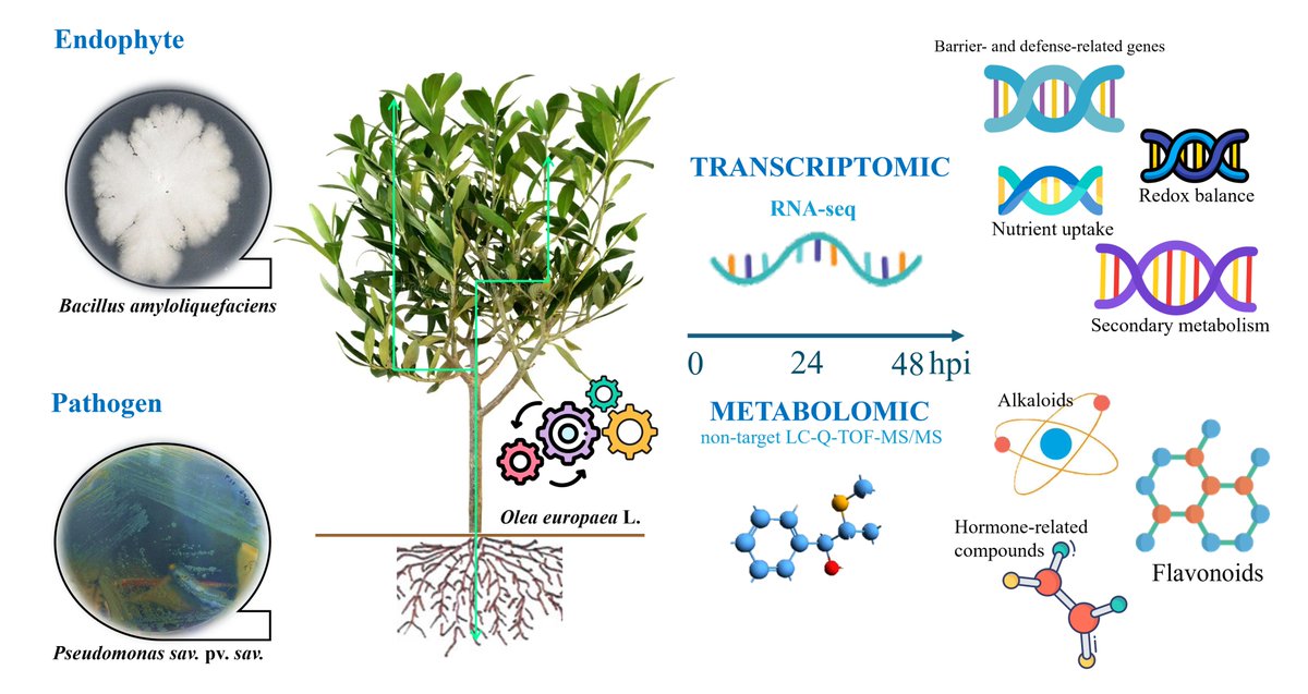 anae_cunha's tweet photo. Excited to share our new publication! 📄
This work provides new insights into sustainable plant protection strategies and olive tree defense mechanisms. 🫒
#PlantPathology #Biocontrol #OliveTree #Transcriptomics #Metabolomics #SustainableAgriculture
https://t.co/JtRoDTyQPk https://t.co/Wh2O1lelNU