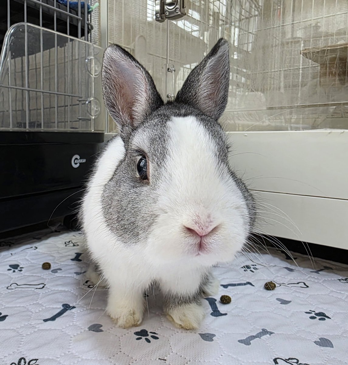 こんばんは🌙🐰🐰🐰🐰 #うさぎ