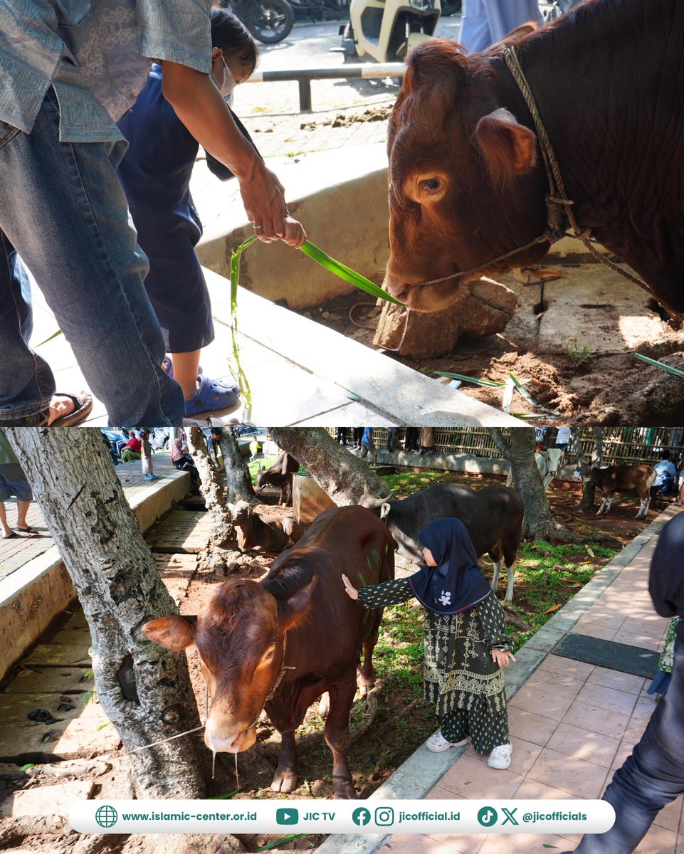JICOfficials's tweet photo. Jakarta Islamic Centre menyelenggarakan penyembelihan hewan kurban dan pendistribusian ribuan kantong daging kurban pada Rabu (27/5) bertepatan dengan 10 Dzulhijjah 1447 H di Plaza Kurban dan selasar Gedung Sosial Budaya JIC.

Mengusung tema “Berbagi Kurban, Ciptakan Bahagia”, kegiatan ini dibuka oleh Kepala Divisi Sosial Budaya dan Ekonomi Syariah PPIJ, Ir. Sukri Kardjono, mewakili Kepala Pusat PPIJ, KH. Muhyiddin Ishaq, serta doa dipimpin oleh Kepala Divisi Takmir PPIJ, KH. Ahmad Ibnu Abidin.

Pelaksanaan penyembelihan hewan kurban bekerja sama dengan Tim Juru Sembelih Halal (Juleha) dengan menerapkan standar HACCP guna menjaga higienitas dan kualitas distribusi daging kurban kepada masyarakat. Kegiatan ini juga didukung oleh Dinas KPKP Provinsi DKI Jakarta dalam pengawasan sanitasi, higienitas alat, hingga pemeriksaan kesehatan hewan kurban.

Pendistribusian ribuan kantong daging kurban berlangsung tertib dan terkendali dengan dukungan dari unsur keamanan, kepolisian, dan TNI.

Terima kasih kepada seluruh sohibul kurban yang telah berpartisipasi dan mempercayakan penyaluran hewan kurbannya melalui Jakarta Islamic Centre, di antaranya Wakil Gubernur Jakarta H. Rano Karno, Pesantren Tahfidz Sulaimaniyah, PT Pelindo, PT Bogasari, PD PAM Jaya, Polres JU, Polres KP3, MUI DKI, DMI DKI, Komunitas JIC, RS Pelabuhan Jakarta, Bank DKI Syariah, serta Manajemen Gereja Salib Suci Semper.

#BerbagiKurbanCiptakanBahagia #IdulAdha1447H #JakartaIslamicCentre #JICUntukUmat #Kurban2026