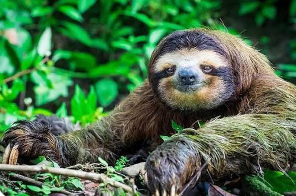 Sloth tweet media