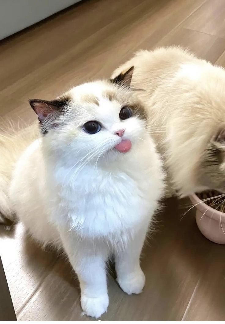 MeowMeowMeowMeowMeowMeowvis Meownir tweet media