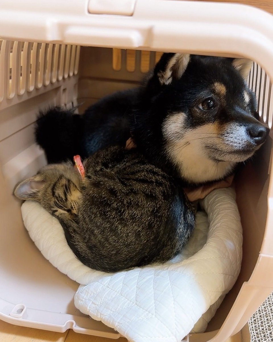 保護猫3兄弟きじこまはち tweet media