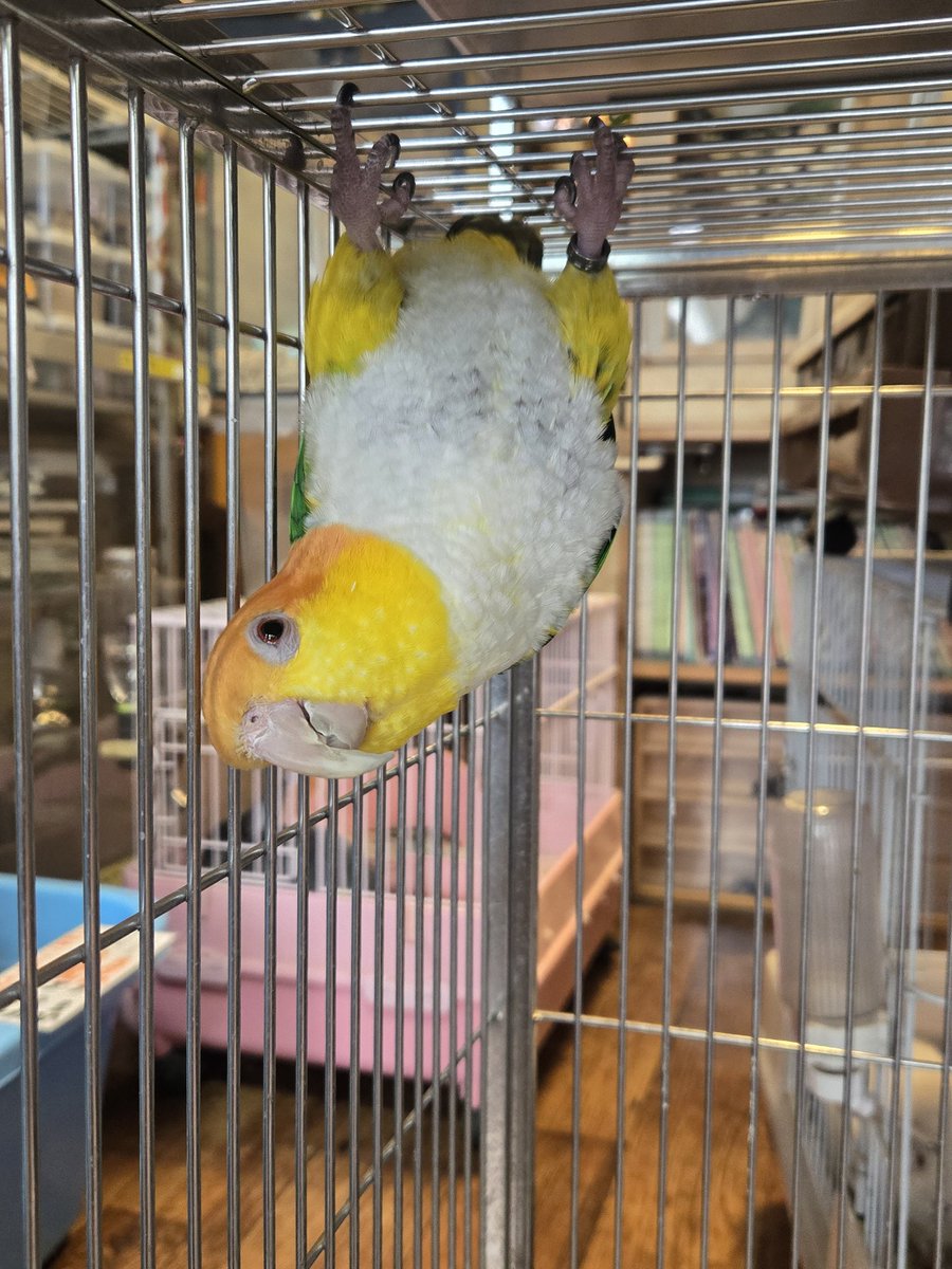 DizzyAsk's tweet photo. 入荷したウロコインコ達と
シロハラインコも
ズグロシロハラインコも
九官鳥も可愛い🔥鳥最高

過去に九官鳥のアルビノも海外で見てきましたが神秘的…✨️

https://t.co/7tOLY6sJ7A https://t.co/fubCOvDVTj