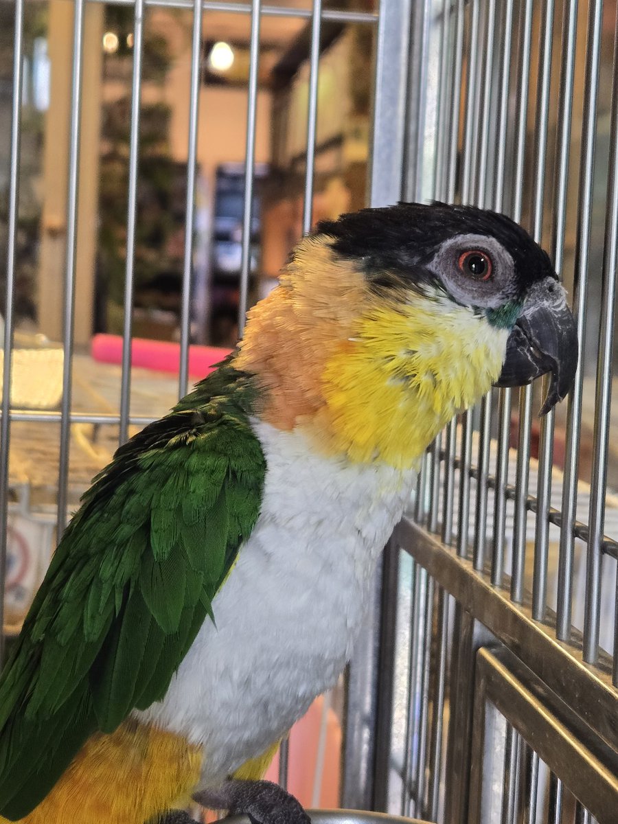 DizzyAsk's tweet photo. 入荷したウロコインコ達と
シロハラインコも
ズグロシロハラインコも
九官鳥も可愛い🔥鳥最高

過去に九官鳥のアルビノも海外で見てきましたが神秘的…✨️

https://t.co/7tOLY6sJ7A https://t.co/fubCOvDVTj