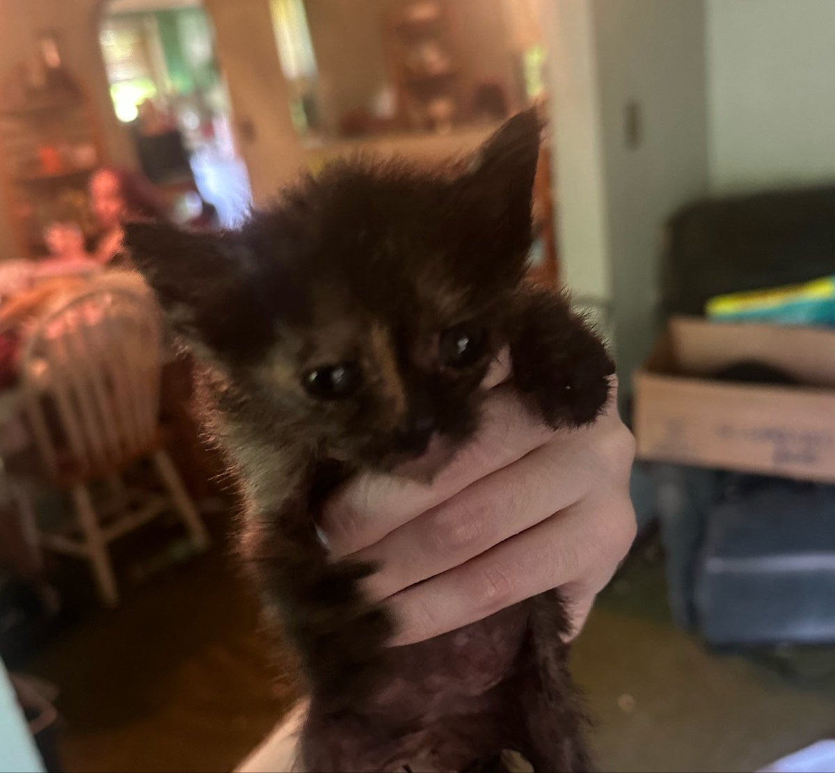 werewooftortie's tweet photo. YESTERVDAY WAS MINE BARFDAY IM ONCE (1) YEAR OLDE !!!!!!!!!!!!!!!!!!!!!!!!! ONES YEER AGO MINE DADZ NAYBORS DROPT OFF LITTOL WEEK OLDE ABANDOND KITNS N THAT IS THA STOREY OF GIMGOR SNEPS!!!!!!! https://t.co/q0elwtohVm
