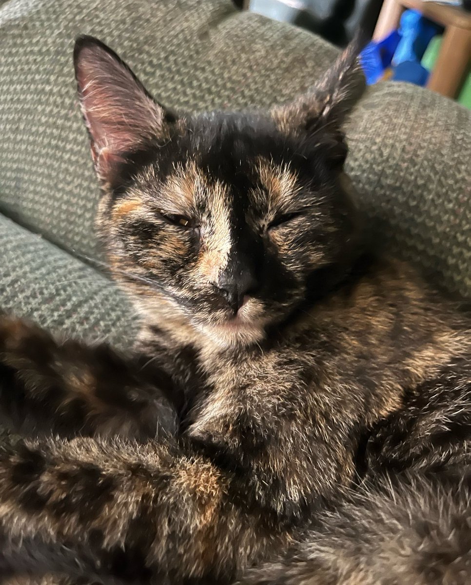 werewooftortie's tweet photo. YESTERVDAY WAS MINE BARFDAY IM ONCE (1) YEAR OLDE !!!!!!!!!!!!!!!!!!!!!!!!! ONES YEER AGO MINE DADZ NAYBORS DROPT OFF LITTOL WEEK OLDE ABANDOND KITNS N THAT IS THA STOREY OF GIMGOR SNEPS!!!!!!! https://t.co/q0elwtohVm