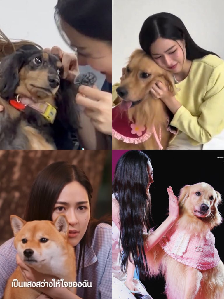 ✧ โกลเด้นชน์ ของพี่คอง ૮₍ • ᴥ • ₎ა tweet media