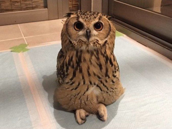 Owl tweet media