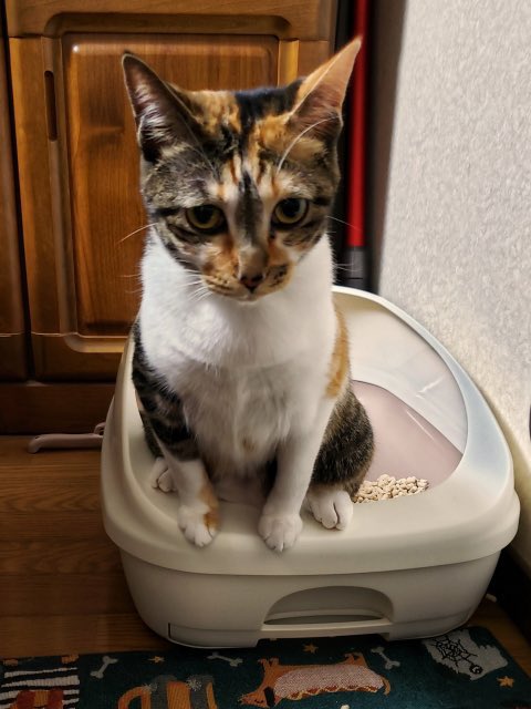 獣医にゃんとす tweet media