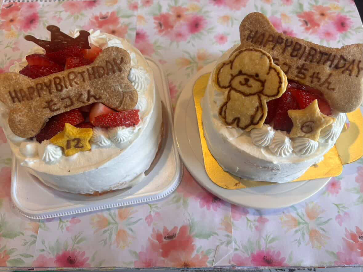 DOG_FIGHT2016's tweet photo. 偶然にも同じお名前のモコちゃん、同じケーキのご注文を同じ日に頂きました❤️どちらのモコちゃんも美味しく食べられますように☺️！
#シーズー　
#トイプードル　
#ショートケーキ　
#手づくり　
#無添加 https://t.co/PCs0asoIk7