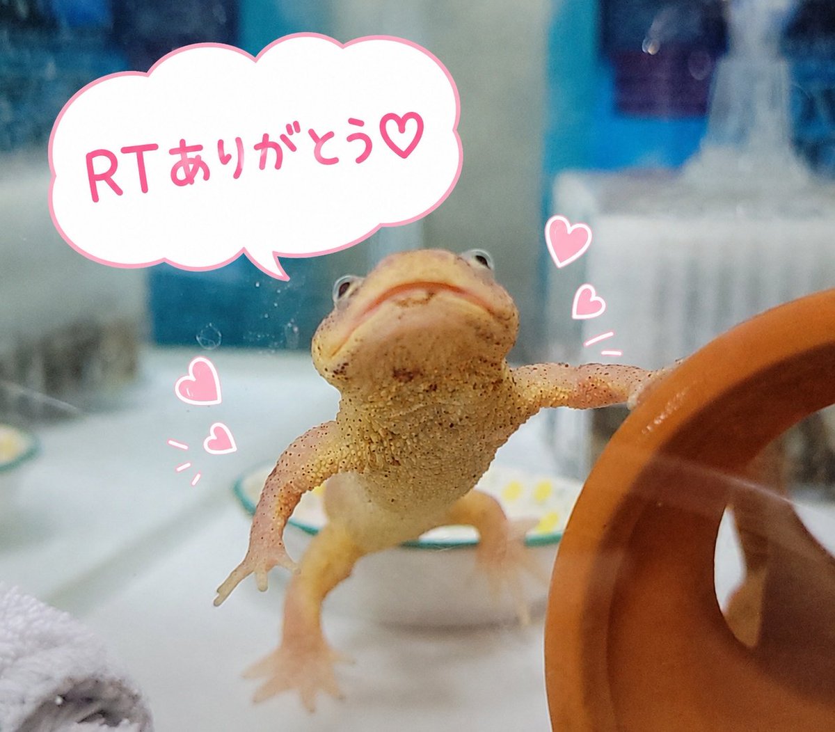 プレコストムス (@special_pleco) / Posts / X