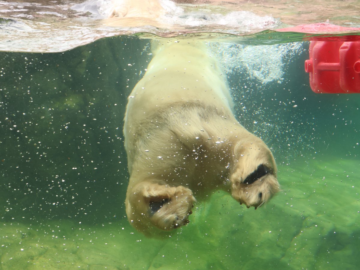 rakugoraku2's tweet photo. 🐻❄️八木山ツインズ🐻❄️2026.4.30📷 #八木山動物公園 #ホッキョクグマ #polerbear #うみ #そら https://t.co/0nqg0GjE3X