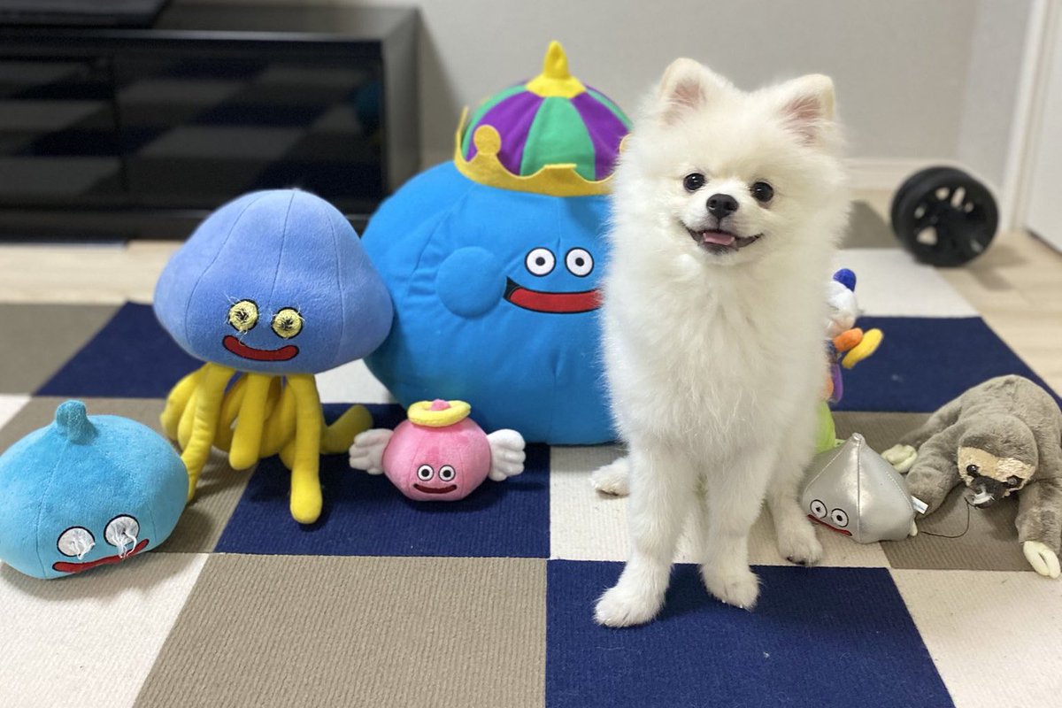 伊之助ボディになるまで毎日腹筋ローラー tweet media