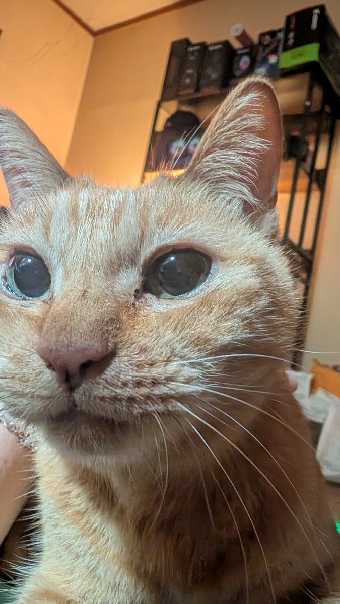 猫好きメコル tweet media