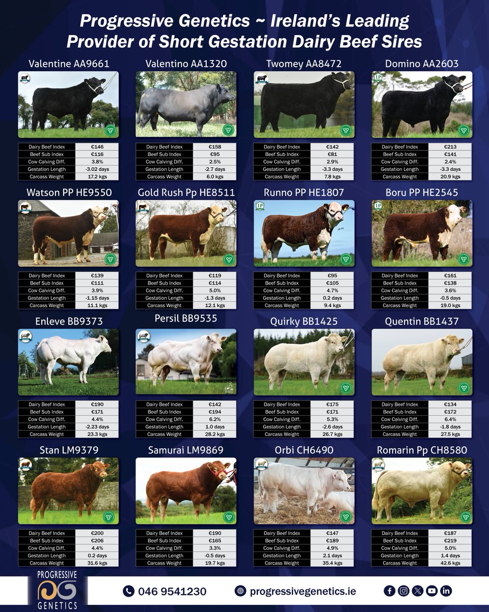 progressivegen's tweet photo. Progressive Genetics Ireland’s Leading Providers of Short Gestation Dairy Beef Sires!🏆🏆🏆

Our Dairy Beef sires are proven for all key traits that will ensure our customers maximise profitability from both their dairy &amp; dairy beef enterprises! https://t.co/9N6SObtU6z