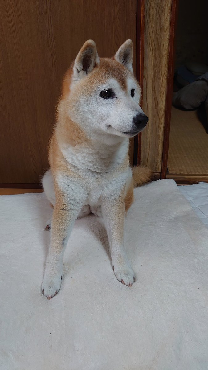 rin__meko's tweet photo. 手術から2週間以上経ったけどりんちゃん元気にしてます
ちょうど2週間経ったこの前の土曜日に血液検査して数値も落ち着いてたからよかった🐶
次の手術は来月末🏥
#柴犬
#柴犬を崇めよ
#柴犬のいる暮らし https://t.co/hYbx2VNccX