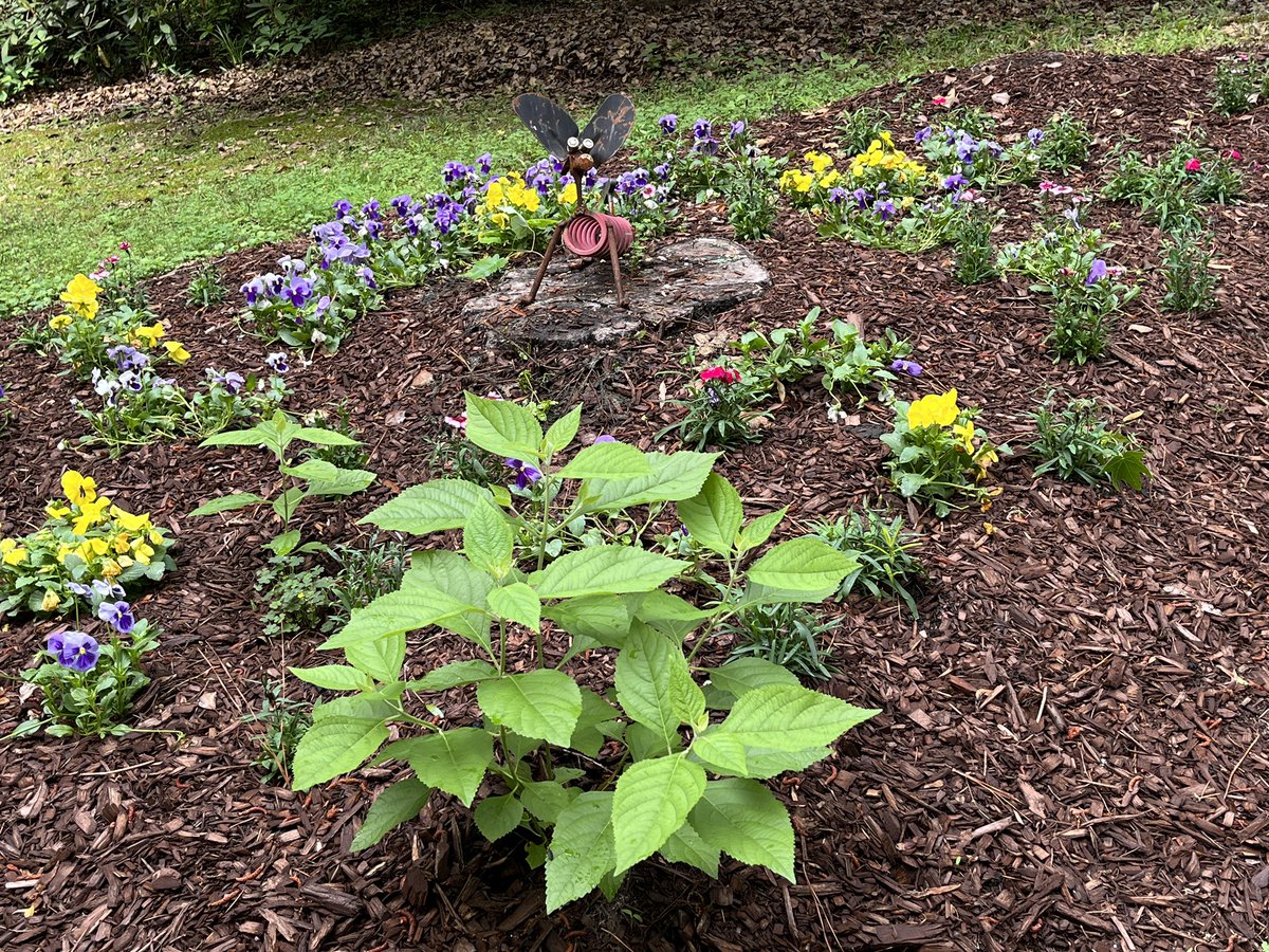 gopamnc's tweet photo. Pansies revived with recent rain! Sitting on the stump is a scrap metal sculpture of a dog. #gardening https://t.co/fykqCoY8Yt