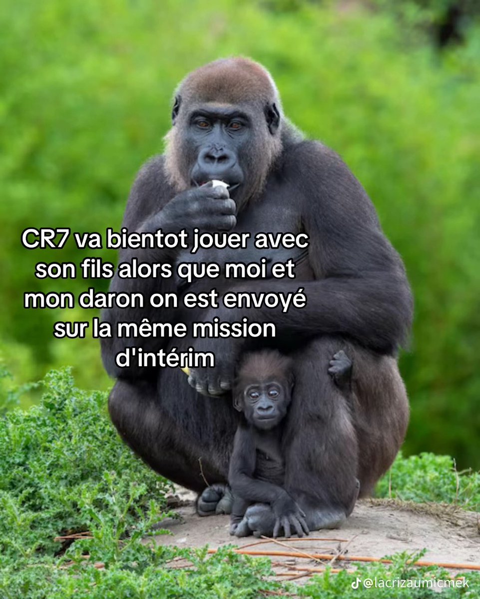 fais les backs tweet media
