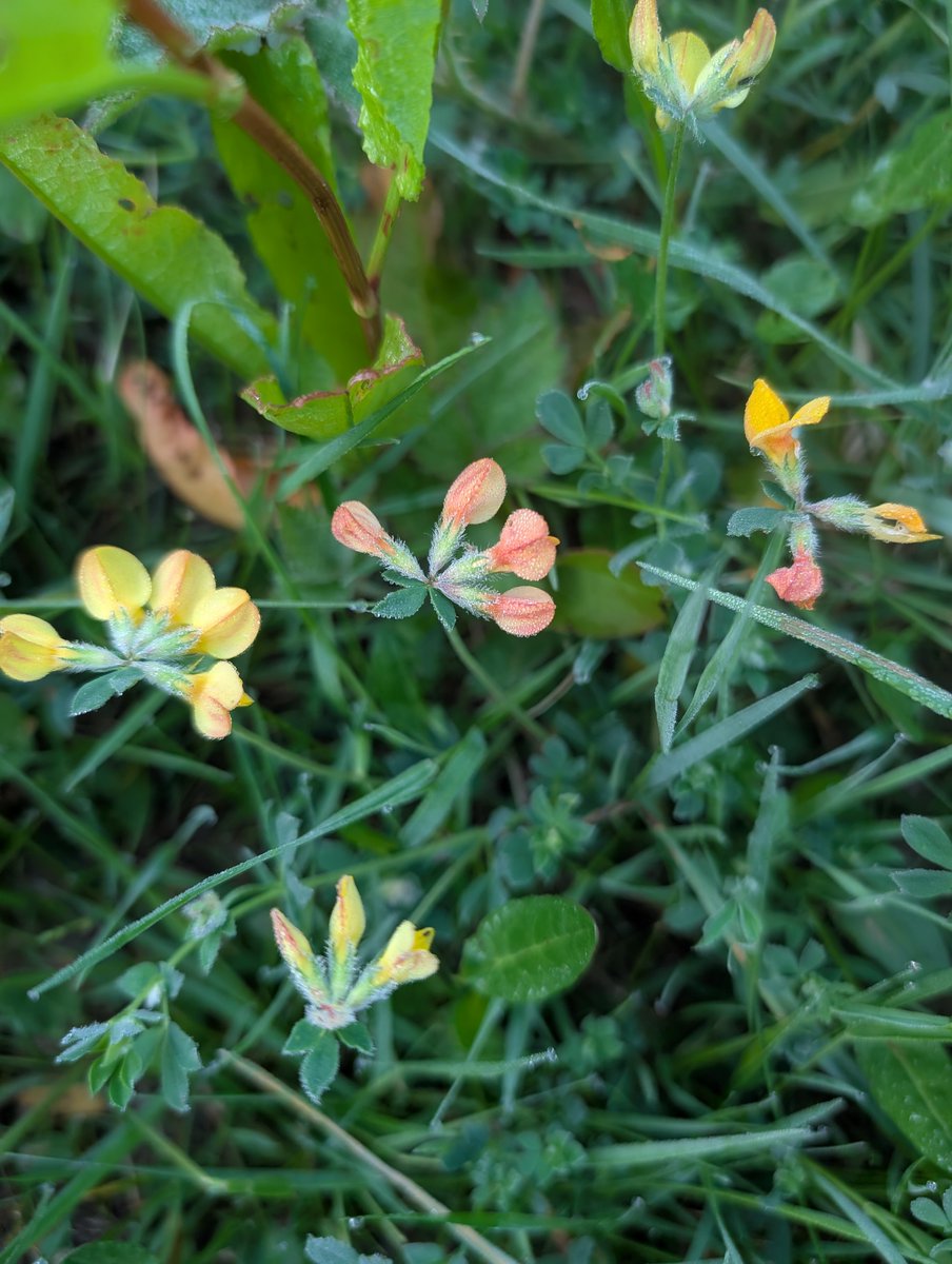 haslemeremuseum's tweet photo. On the #flowertable today we have
Fabaceae
BIRD’S-FOOT TREFOIL
Lotus corniculatus
Small flowers can make a big impact! https://t.co/Hl6hv5SqEy