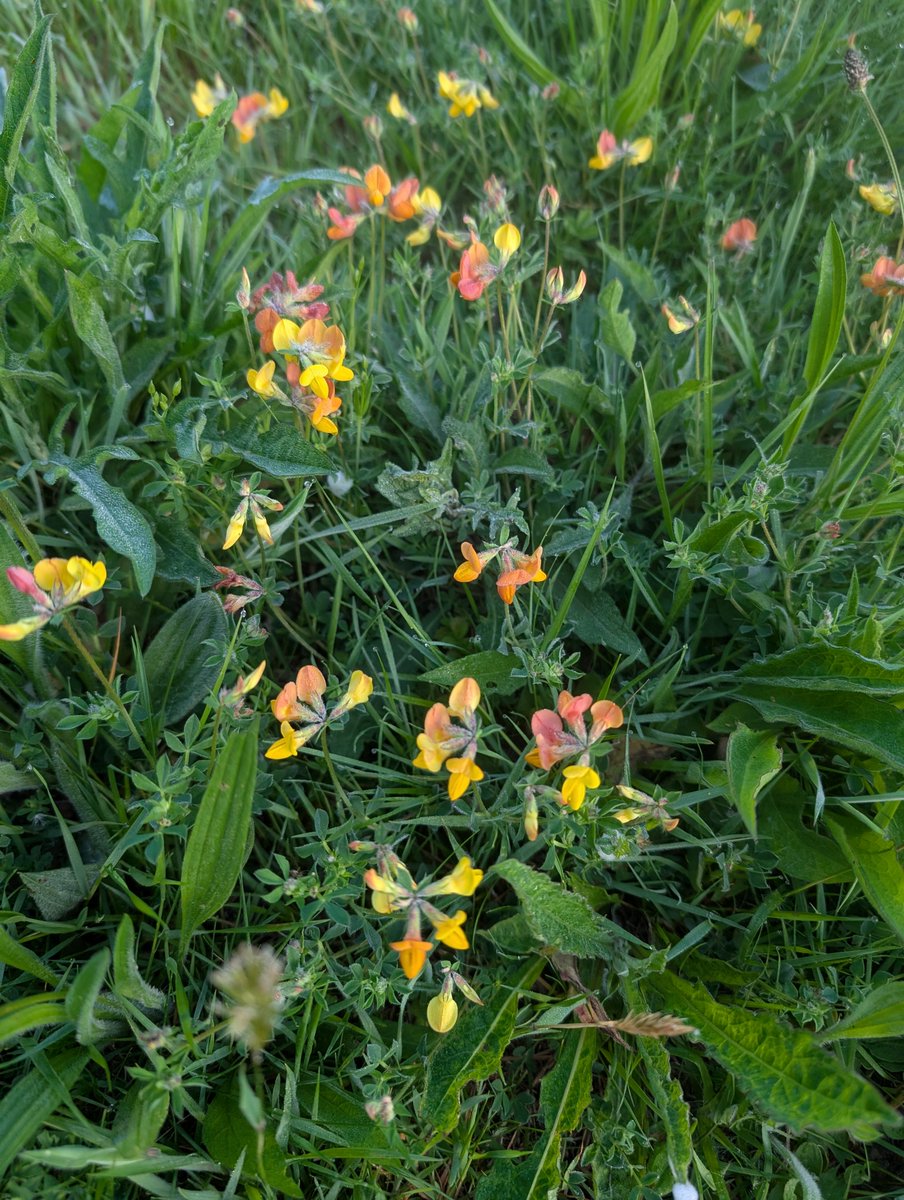 haslemeremuseum's tweet photo. On the #flowertable today we have
Fabaceae
BIRD’S-FOOT TREFOIL
Lotus corniculatus
Small flowers can make a big impact! https://t.co/Hl6hv5SqEy