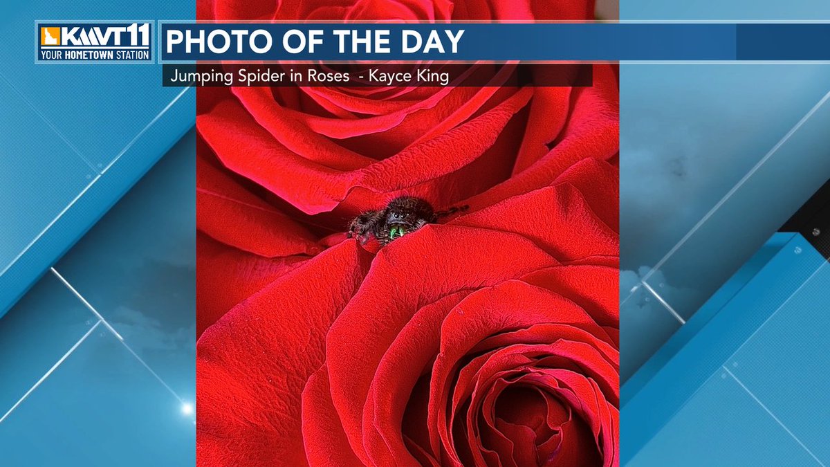 FanWeatherKMVT's tweet photo. Here is the Photo of the Day for today, called Jumping Spider in Roses from Kayce King. If you have a photo you would like us to see and possibly use on the air, text us at 208-358-9024. For more info, go to https://t.co/tTfPAJZVYg . https://t.co/XupJdQWS9L
