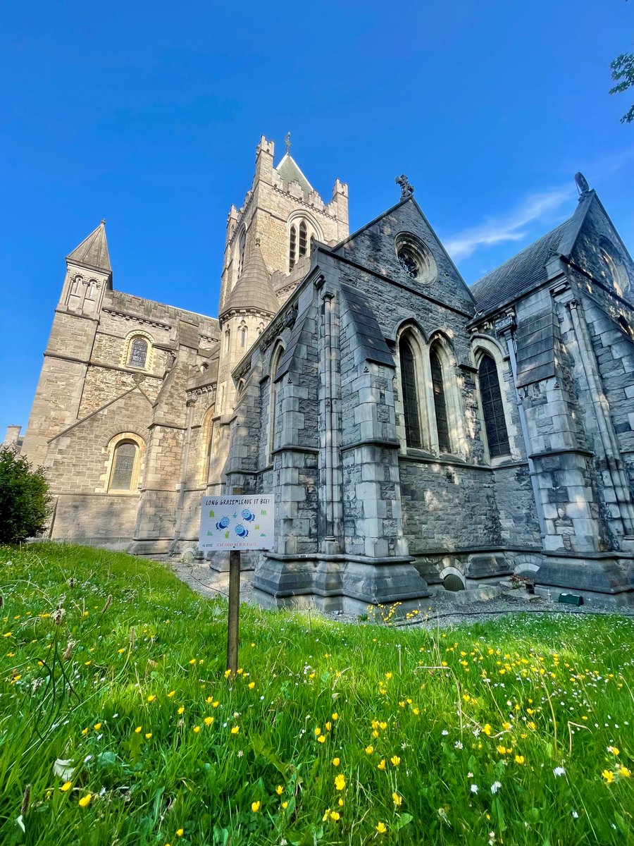 cccdub's tweet photo. As #NoMowMay comes to an end, we’ve loved seeing dandelions, daisies, &amp; buttercups bloom across our grounds. Alongside our pollinator-friendly planting, these small changes help support biodiversity in the the city. 

A small part of our wider sustainability efforts 💛 https://t.co/LL2mTFtJem