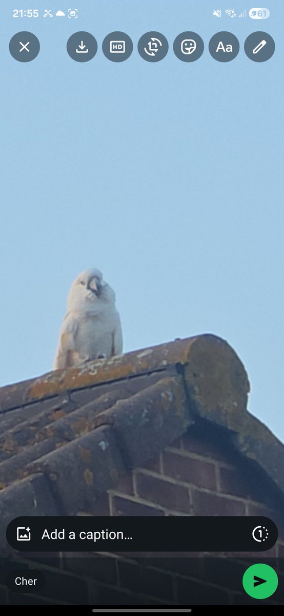 hubbell_walker's tweet photo. I lost my cockatoo yesterday at approximately 8.30 pm in #shirley #croydon Still not found him - please if anyone spots him let me know as soon as possible. #lostparrot #lostcockatoo #lostbird https://t.co/d1T9LPTnbJ