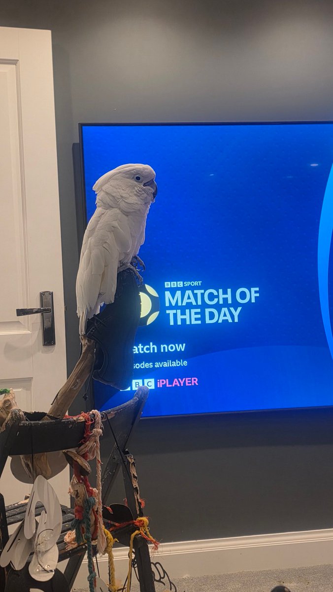 hubbell_walker's tweet photo. I lost my cockatoo yesterday at approximately 8.30 pm in #shirley #croydon Still not found him - please if anyone spots him let me know as soon as possible. #lostparrot #lostcockatoo #lostbird https://t.co/d1T9LPTnbJ