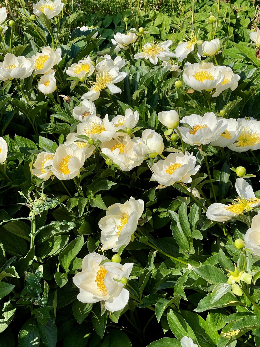 cccdub's tweet photo. As #NoMowMay comes to an end, we’ve loved seeing dandelions, daisies, &amp; buttercups bloom across our grounds. Alongside our pollinator-friendly planting, these small changes help support biodiversity in the the city. 

A small part of our wider sustainability efforts 💛 https://t.co/LL2mTFtJem