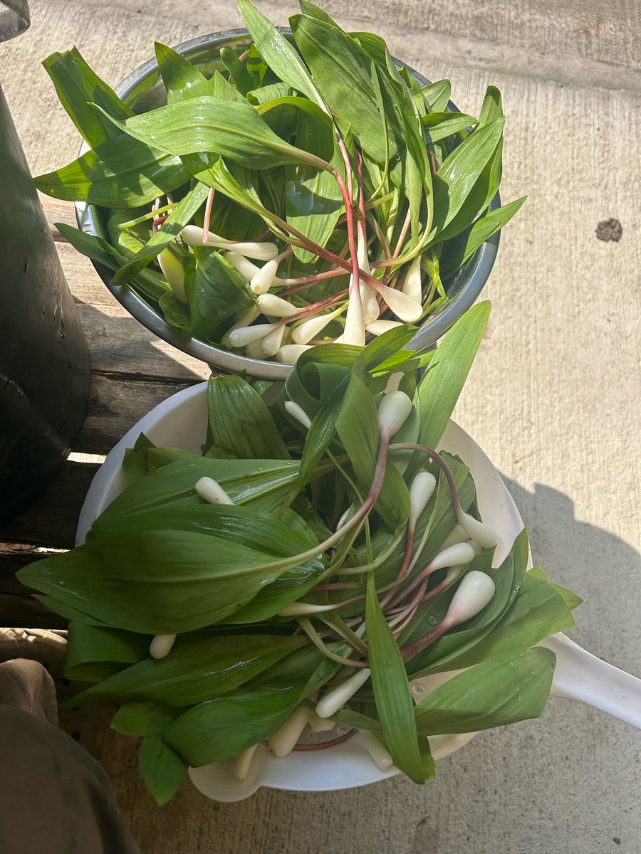 LarryMillerMP's tweet photo. Last 2 pails of leeks &amp; done for this year Almost 5 hours to clean, slice/dice &amp; in freezer bags They are going to get ground in with elk &amp; venison sausage this fall with lots left for Darlin’s leek soup Also kept enough for dinner tonight &amp; of course we pickled 15 jars earlier https://t.co/5tMI96Sd4k