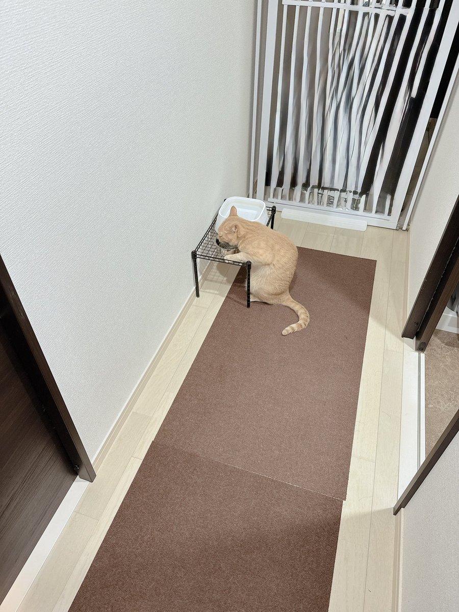 おかかときんぴら tweet media