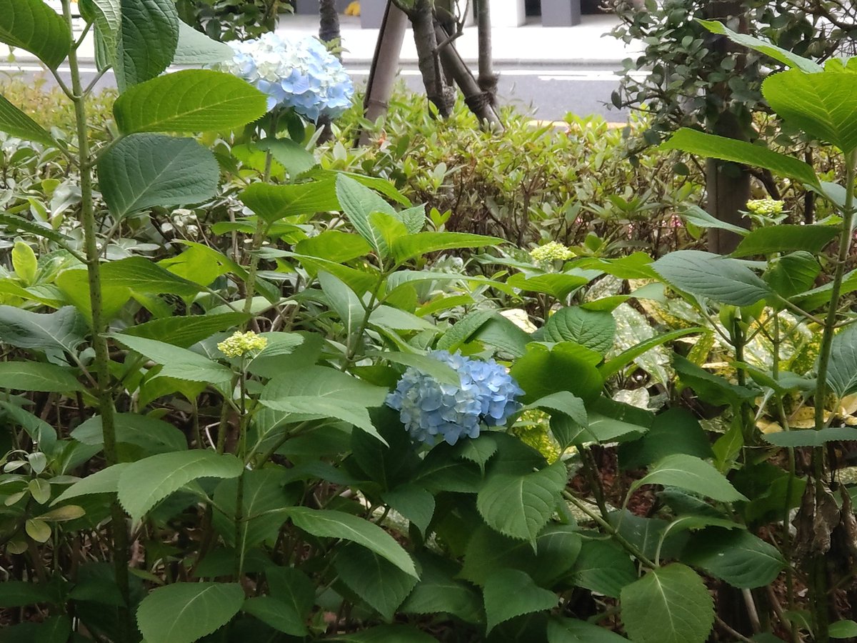 deshingo102's tweet photo. 2026年5月27日
東京都某市
自宅マンション敷地の紫陽花も
咲いています
#デシンジャー紫陽花フォト2026 https://t.co/Eu1tFRQnVW