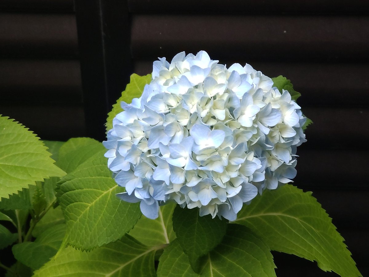 deshingo102's tweet photo. 2026年5月27日
東京都某市
自宅マンション敷地の紫陽花も
咲いています
#デシンジャー紫陽花フォト2026 https://t.co/Eu1tFRQnVW