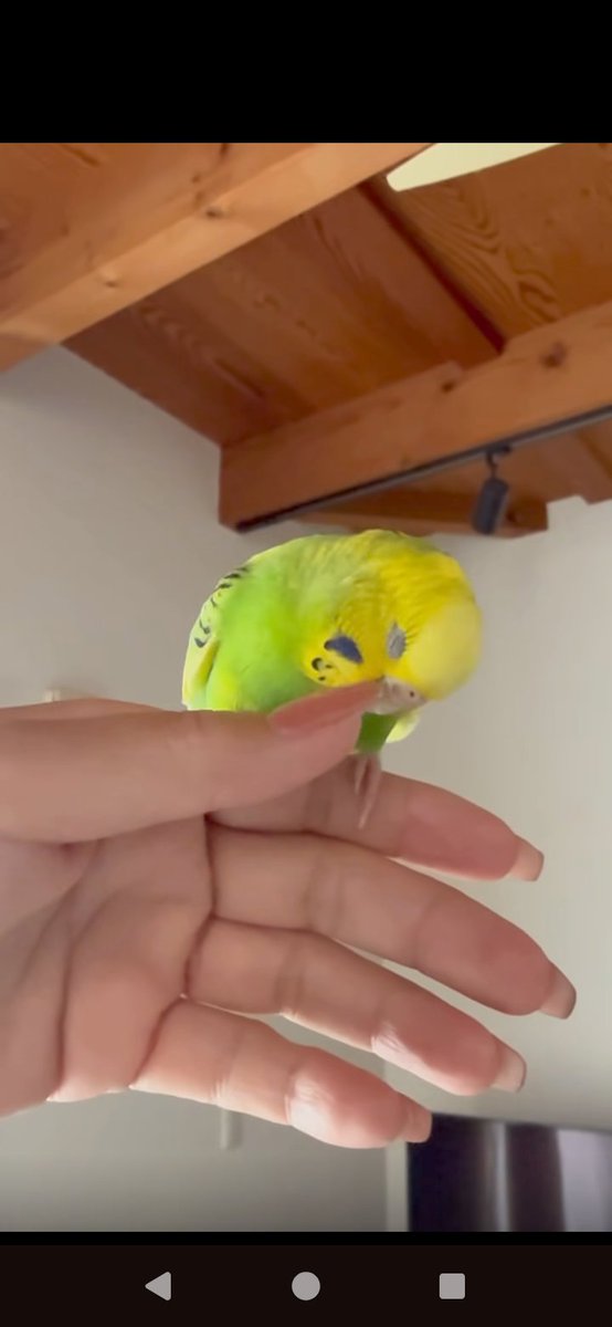 toshi5401123's tweet photo. #愛知県 #豊田市 で #迷子セキセイインコ を #保護 して下さっています。とっても懐こくて可愛い子です。お心当たりのある方は下記のスレッド主様までご連絡をお願いします🙇‍♀⤵️
#迷子鳥 #保護セキセイインコ  #保護鳥 #拡散希望
https://t.co/suhq1sRyVd https://t.co/qBkpzjoVf6