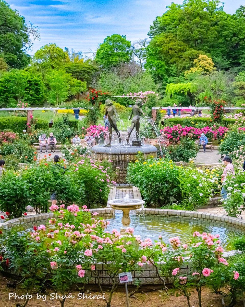 里見公園のバラフォト集🌹その2 📍 市川市国府台・里見公園 📸 2026/5