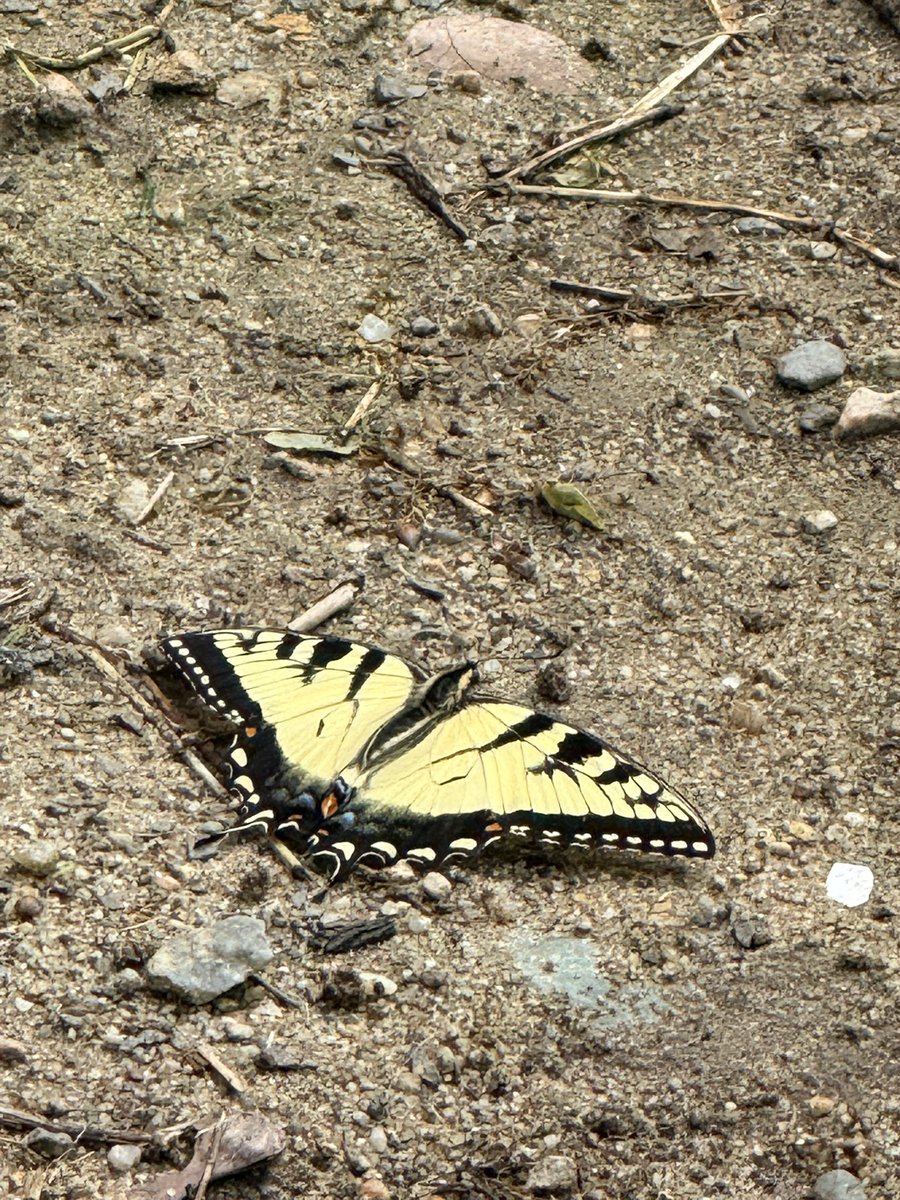 nvctve's tweet photo. cool butterfly i found in my backyard https://t.co/A8P2zEiBf4