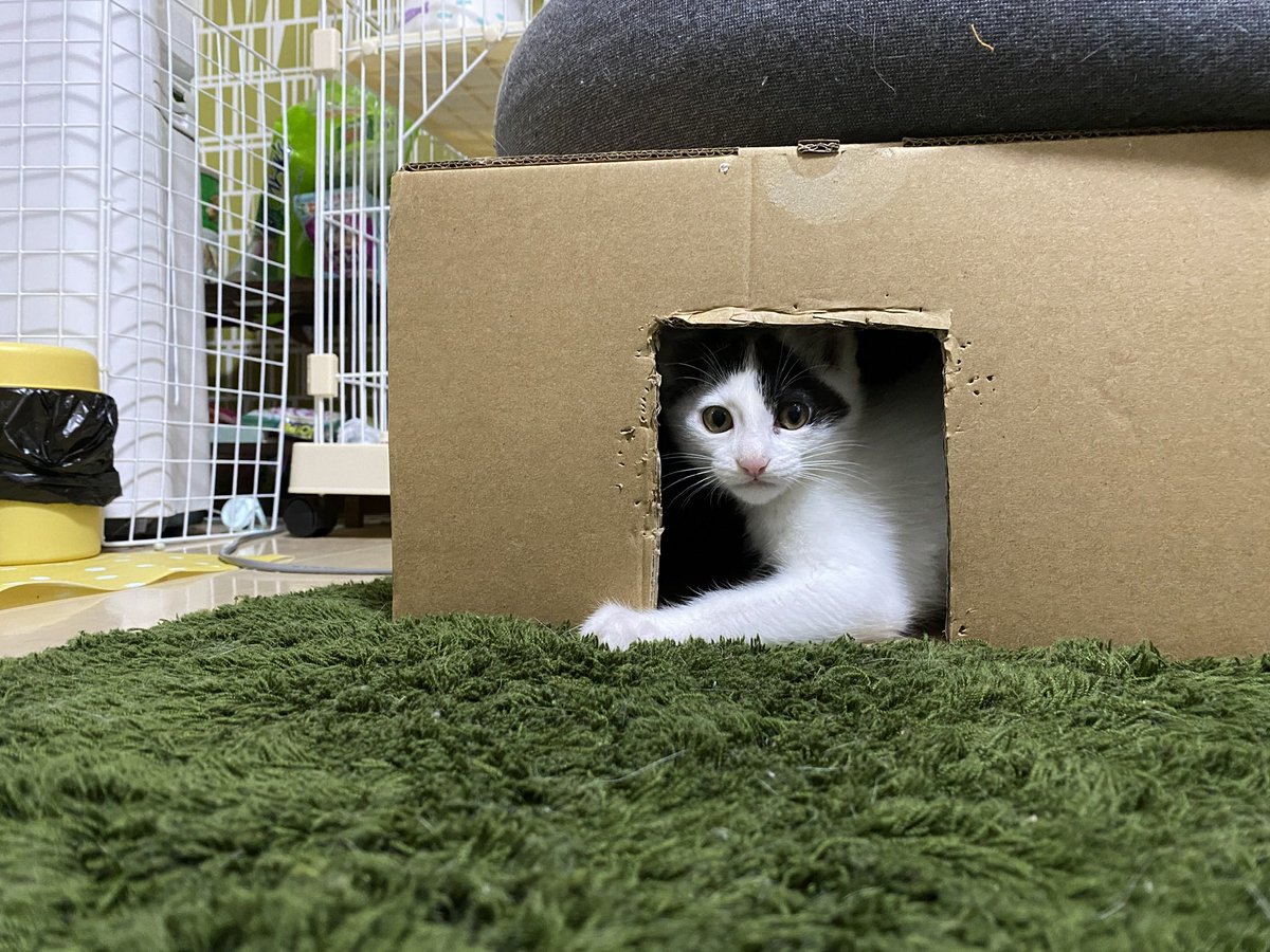 Azutubu0308's tweet photo. #にじピュリナワン　 #元気な狩り猫写真展
小さい頃から猫じゃらしが好きで破壊してはじゃらしを咥えてわぉわぉ鳴きまわるつぶ♀です。 https://t.co/6ZqGqeK9xI