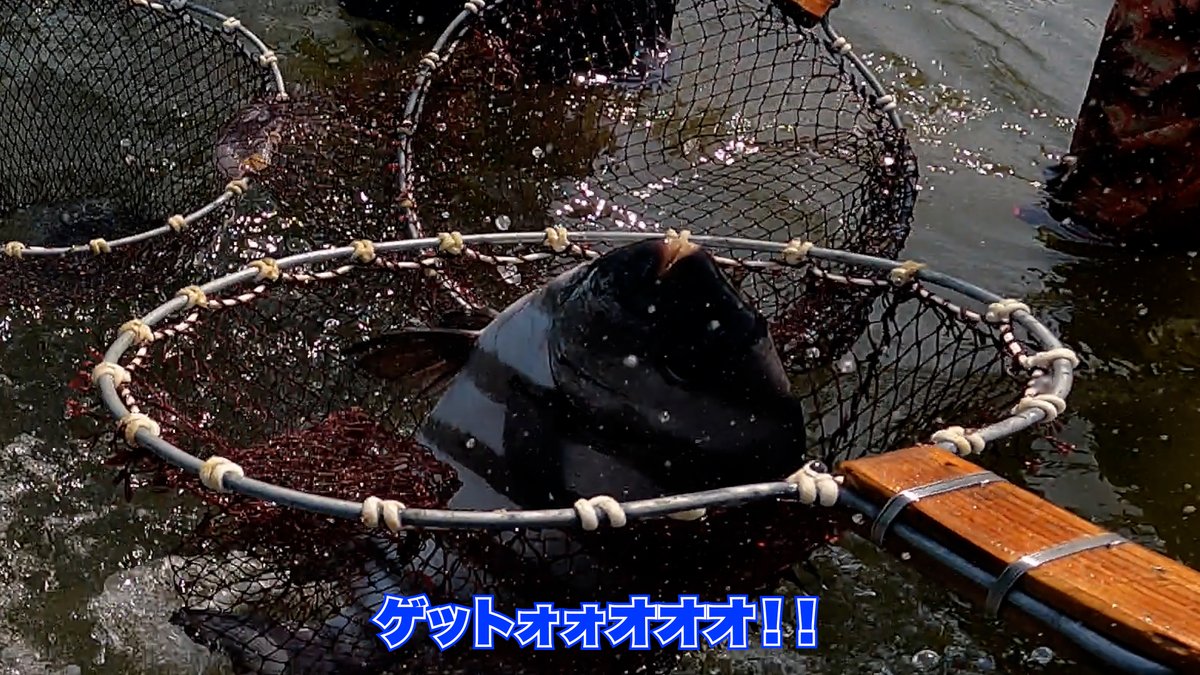 chieeton's tweet photo. 【YouTube更新】
ホモサピさんと「すだて漁」という海の漁を楽しんできました！
遠浅の海に仕立てた”一度入ると逃げられない網”にハマった魚を一網打尽にする超楽しいアクティビティ。
更に潮干狩りまで出来るので沢山の貝を持ち帰ることもできます。
最高に興奮する映像なので是非見てください！ https://t.co/wJOhPTiKs5