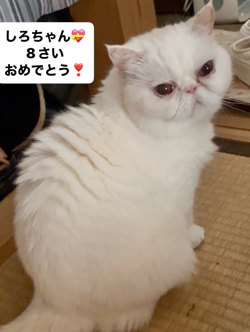 しろちゃんママ しろママ (@46no_mama73) / Posts / X