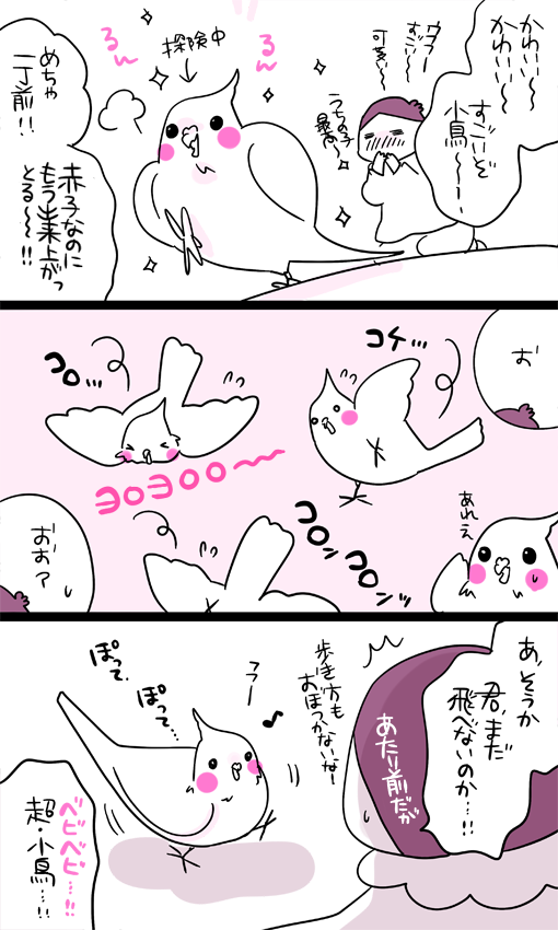 dollchka's tweet photo. お誕生日なのでお迎え当日のあわびちゃんｗ
事前に飼育書で読んだより全然平気で堂々としててつよつよで、おお！すごいもういっちょまえだ！と思ったら飛べなくて歩くのもひよひよで、あああ！！あかちゃーん！ってなった思い出ｗ
あの頃から今まで全ての瞬間が可愛い…インコ可愛いよお(*´◒`*) https://t.co/IGRSvPePKH