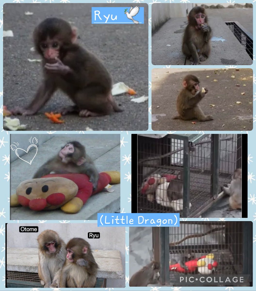 SarahPunch26's tweet photo. Ryu died at just 6 years old. 🕊
The only reason he survived as long as he did was because of Goron and Otome protecting him.💙

For 6 years Ryu was bullied, attacked, injured, removed from the troop, treated, then placed back again and again in repeated attempts to reintegrate him. Every time he was removed, he became more of a stranger to the troop when he returned. And eventually Akira would target him again. In the end, those injuries cost him his life.🕊

Nanako was also hand-reared. She struggled to fit into the troop too. Constant fights, removals, reintegration attempts… over and over. Eventually she lost fear of humans and began attacking people. After years of suffering injuries from the troop, Nanako was finally removed. Today she lives alone at Ichikawa Zoo. She survived because intervention finally happened.

So why couldn’t Ryu have been permanently removed too? He might still be alive today.

Otome’s success made people believe every hand-reared macaque would eventually fit in. But Ryu failed. Nanako failed. Every hand-reared male failed. Out of the 6 hand-reared macaques, only the remaining females are still alive today.

So why can’t Punch be rehoused?
Why can’t he live separately?
Why can’t a smaller group of younger macaques be introduced instead?

Sometimes survival should matter more than forcing integration at all costs. 🐒#JapaneseMacaque #SnowMonkey #PunchKun #Macaque #Monkey #Primate #AnimalWelfare #ZooEthics #HandReared #PrimateCare #MonkeyLife #AnimalBehaviour #Wildlife #CompassionForAnimals #ProtectPunch #SavePunch #PrimateWelfare #ZooLife #MonkeyTroop #JapaneseMonkeys #AnimalAdvocacy #Otome #Ryu #Nanako #IchikawaZoo @ichikawa_zoo