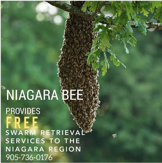 NiagaraBee's tweet photo. FREE SWARM RESCUE: Call before you spray and help save our endangered bees. #swarm #bees #honeybees #beeremoval https://t.co/u4EKbfTytS