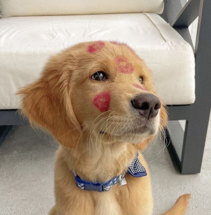 Dog🐕 tweet media