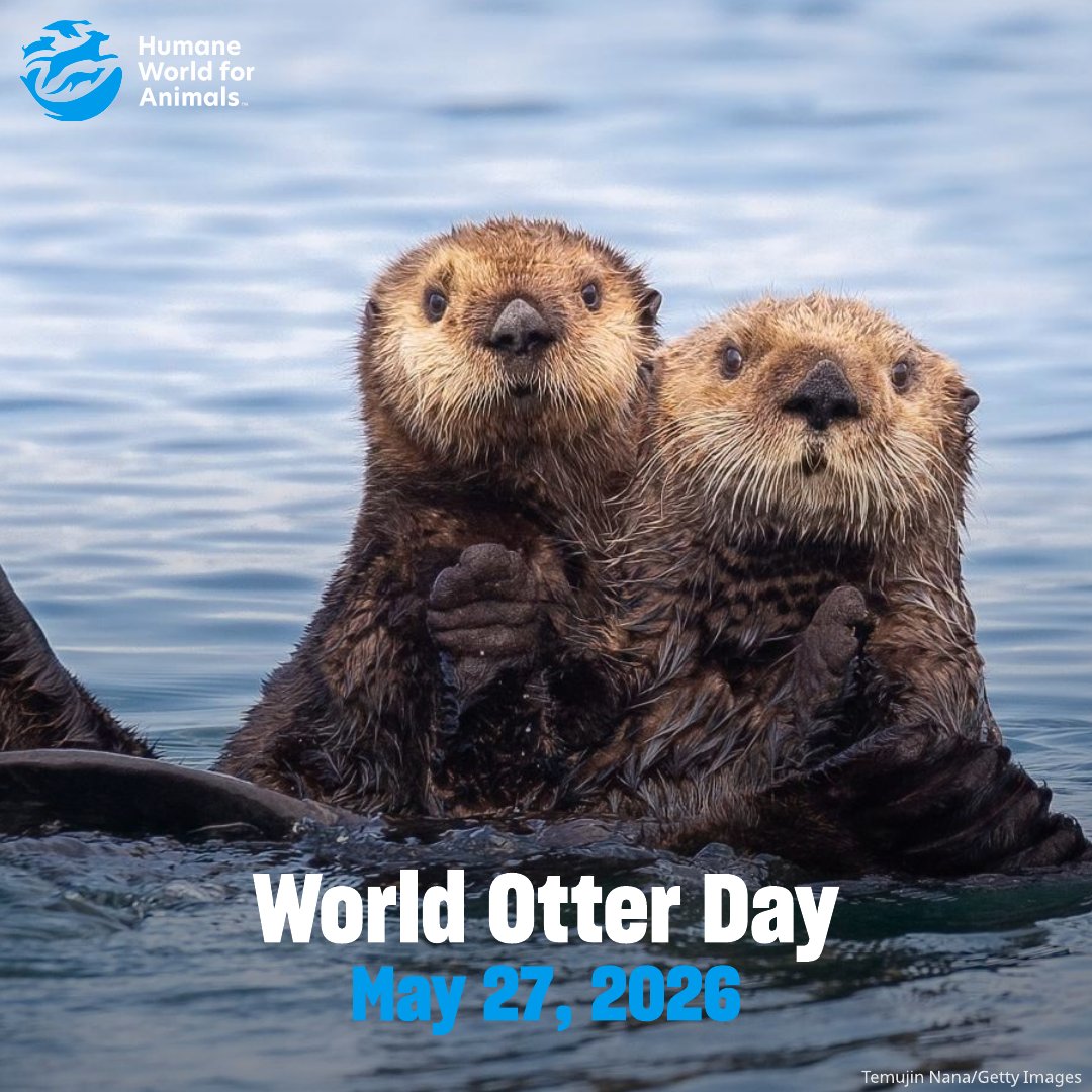 humaneworldfarm's tweet photo. Happy #WorldOtterDay! 🦦🌊

Otters help keep aquatic ecosystems healthy and thriving! 💙 Every animal plays an important role in our shared planet. Let’s work toward a kinder, healthier world for all animals! 🌎🐾✨ https://t.co/CMdYMS0uNv