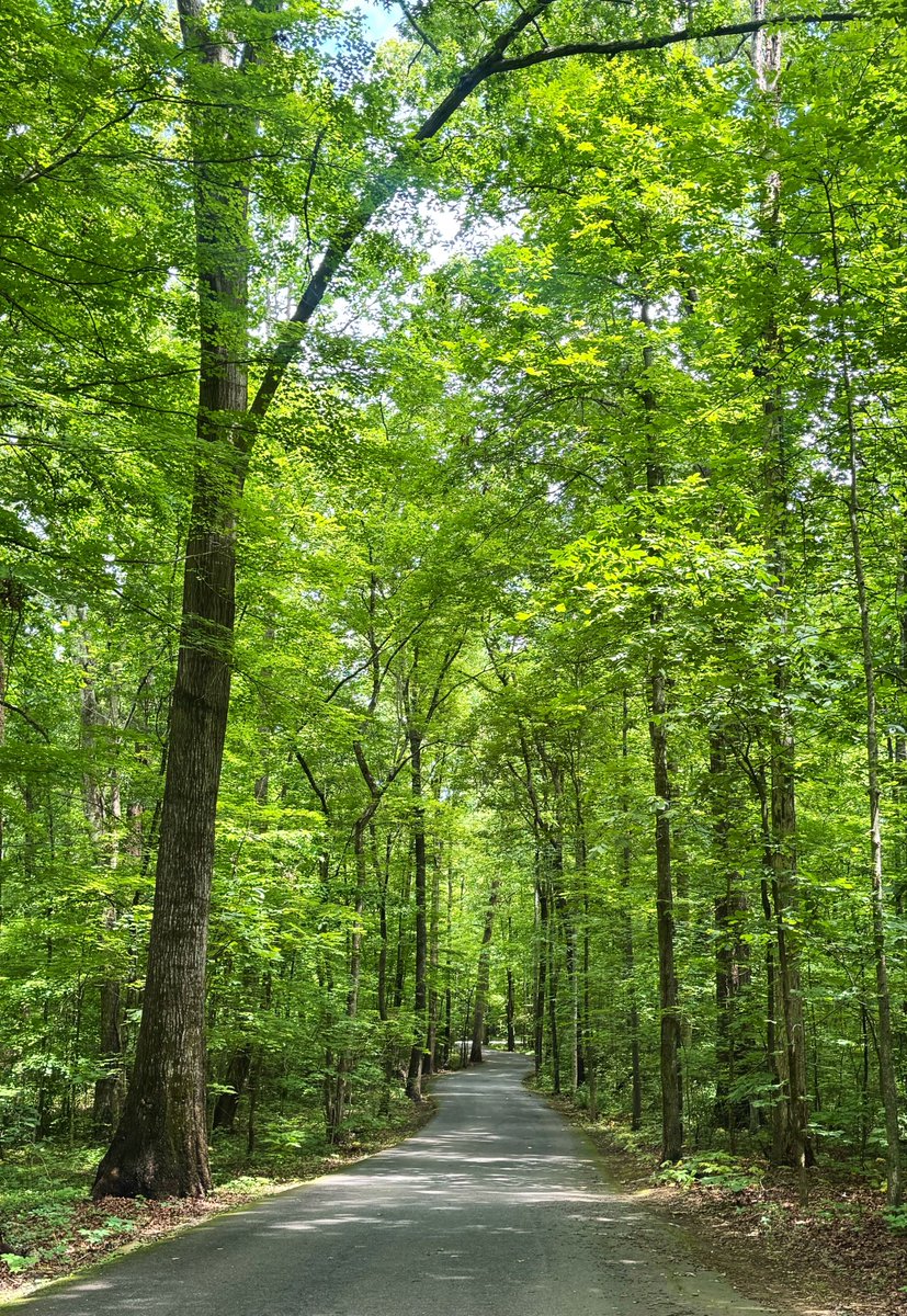 bcoker's tweet photo. A 300-acre campus with 140 acres of College Woods…? Yep– we’ve got that, at @MaryvilleC. #GoScots #MaryvilleCollege 🍃 https://t.co/wQSvCIS3zJ