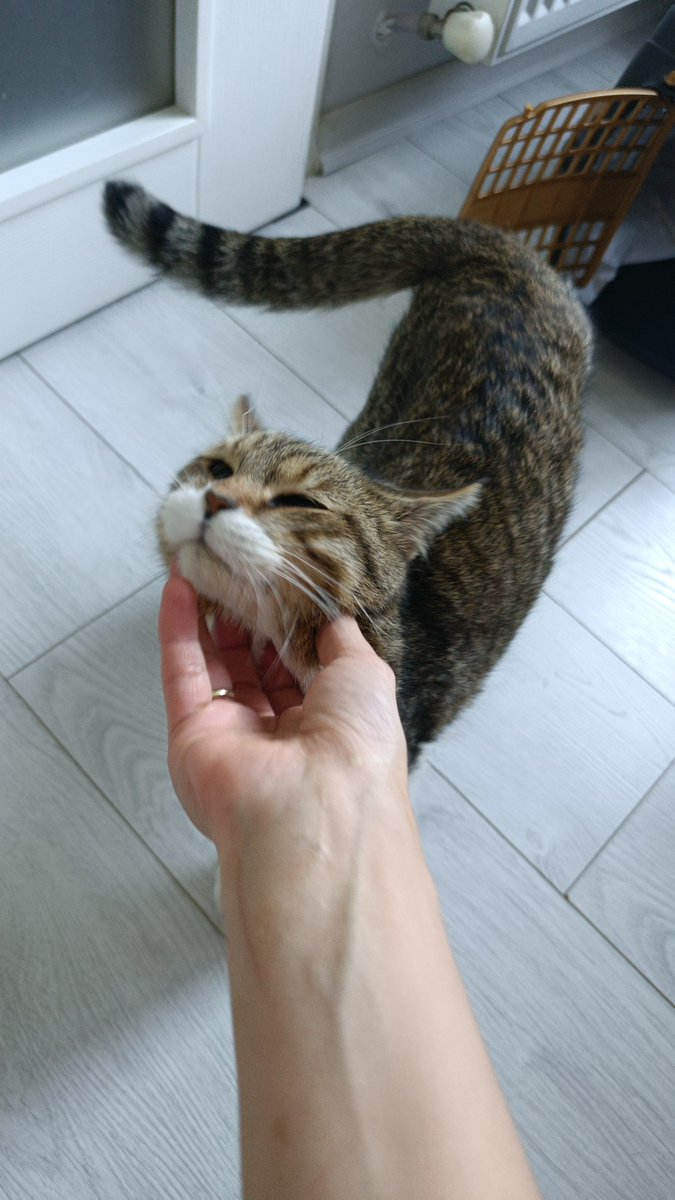 klpaaaaoo's tweet photo. Terk edilen yakışıklıya yuva ilanıı 🤍
Üniversitenin bahçesine bırakılan bu güzellik sokakta yapamadı ağzında yaralar oluşmuş beş günlük bir antibiyotik tedavisi görecek . Genel sağlığı iyi ancak onu bir daha bırakmayacak bir yuvaya ihtiyacı var . Kısır erkek çok uysal bir kedi🥹 https://t.co/XWMEh295vW