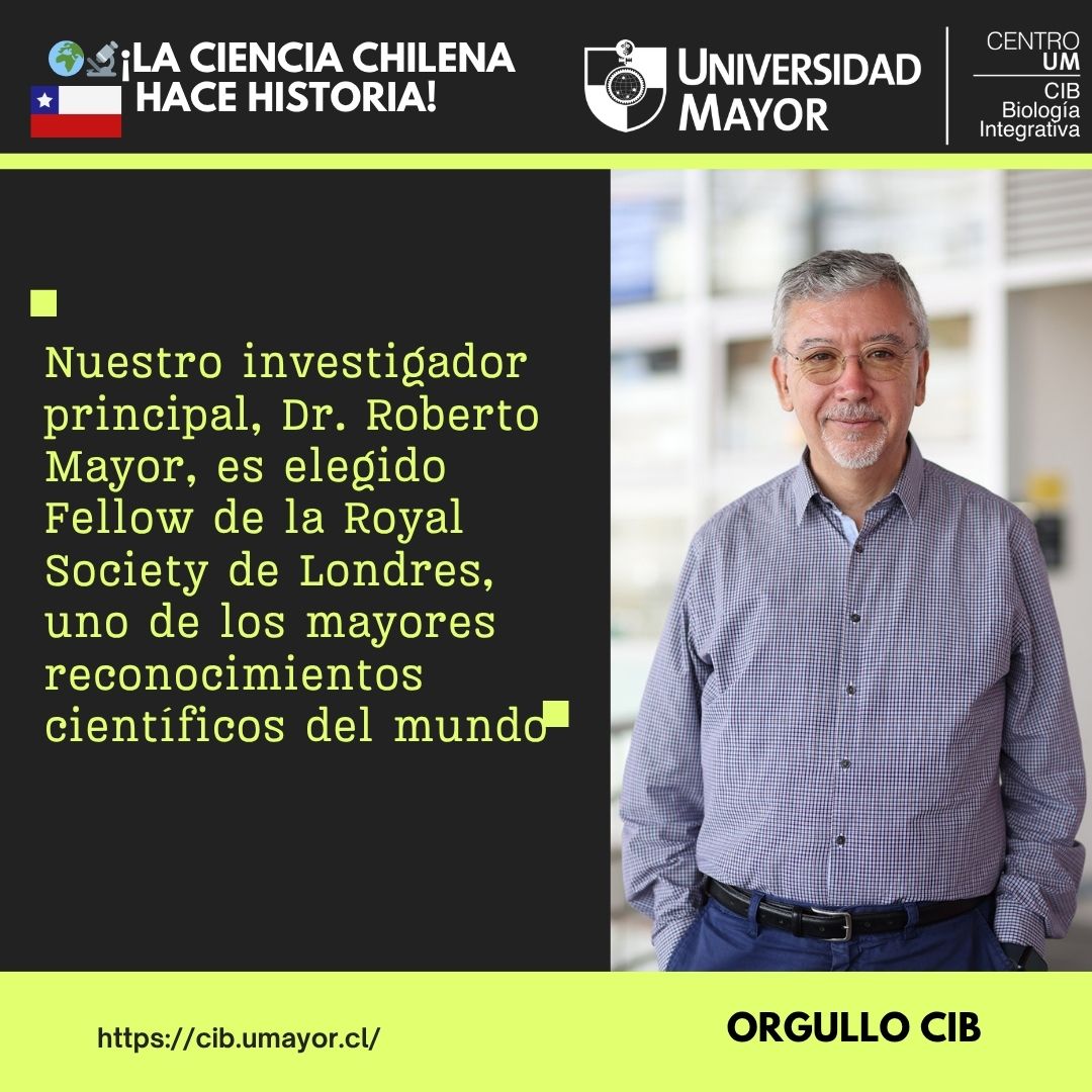 CIBumayor's tweet photo. 🌍🔬 ¡Un hito para la ciencia chilena!

El Dr. Roberto Mayor, investigador principal del CIB, fue elegido Fellow de la Royal Society, uno de los mayores reconocimientos científicos del mundo. Un honor compartido con figuras como Newton, Darwin, Einstein y Hawking. 🇨🇱
👏👏 https://t.co/4LkiBIvZFE